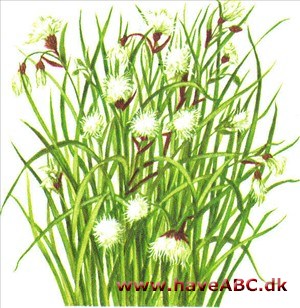 Kæruld - Eriophorum Kæruld - Eriophorum