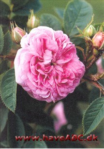 Alba-roser er kraftigt voksende og meget hårdføre roser med få, men kraftige torne. Enkelte er næsten tornløse. De er sommer­blomstrende, og for de flestes vedkommende skyggetolerante. Se mere her...