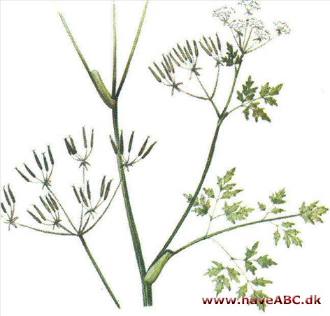 Kørvel - Anthriscus cerefolium Kørvel - Anthriscus cerefolium