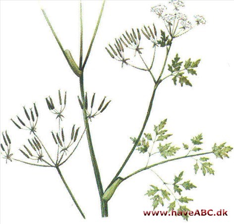 Kørvel - Anthriscus cerefolium