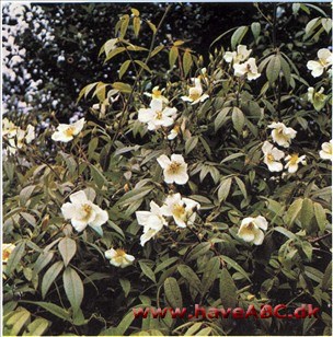 La Mortala - Rosa moschata nepalensis La Mortala - Rosa moschata nepalensis