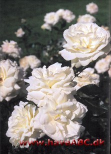 De stærkt duftende, mellemstore, halvfyldte blomster er hvide med cremefarvet anstrøg og udvikles i ... Se mere her ...  