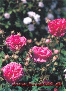 Gallica-roser er mindre, spinkle, men særdeles hårdføre buske med mange og små torne. Blomsterne har som regel kraftige farver og remonterer ikke. Sommerblomstrende. Se mere her...