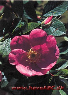 Minder meget om Rosa canina, hunde­rose, men blomsterne har mørkere rosa nuance, og busken er kraftigere i væks­ten. 