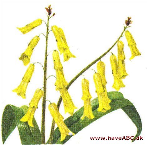 Lachenalia - Lachenalia Lachenalia - Lachenalia