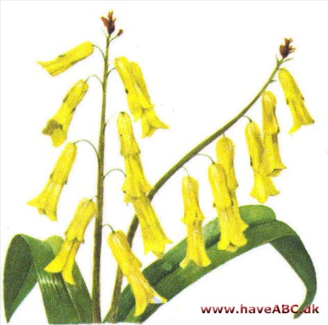 Lachenalia - Lachenalia