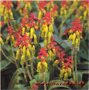 Lachenalia aloides - (syn. tricolor)