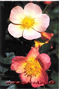 En af de mest kendte rubiginosa-hybri­der. Måske også lidt berygtet. Slægt­skabet med Rosa foetida har medført modtagelighed en for rosenstråleplet og i et vist omfang også blomsterduften ...