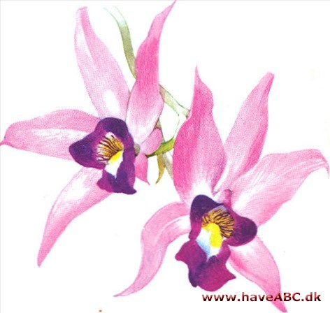 Laelia - Laelia