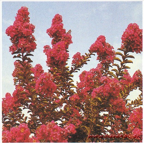 Lagerstroemia indica