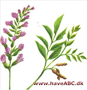 Lakrids - Glycyrrhiza glabra