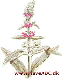 Lammeøre - Stachys olympica Lammeøre - Stachys olympica