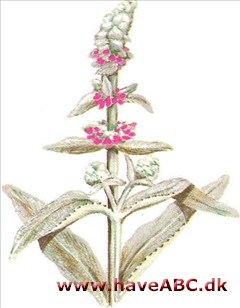 Lammeøre - Stachys olympica