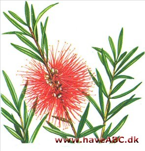 Lampepudser - Callistemon citrinus