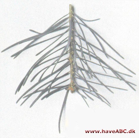 Langnålet ædelgran - Abies concolor