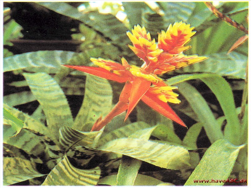 Lanseroset - Aechmea chantinii (syn. Billbergia)