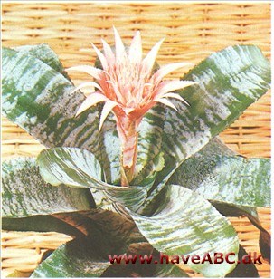 Lanseroset - Aechmea fasciata (syn. Billbergia rhodocyanea)