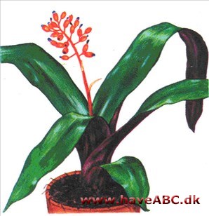Lanseroset - Aechmea Lanseroset - Aechmea