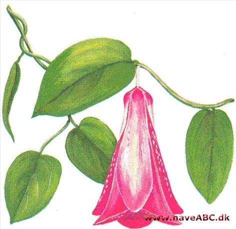 Lapageria - Lapageria rosea Lapageria - Lapageria rosea