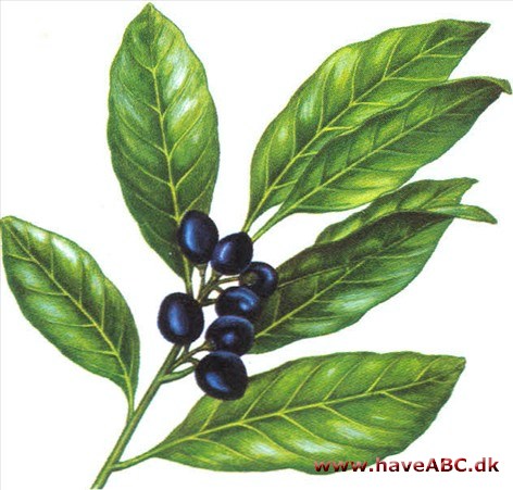 Laurbær - Laurus nobilis 2 Laurbær - Laurus nobilis 2