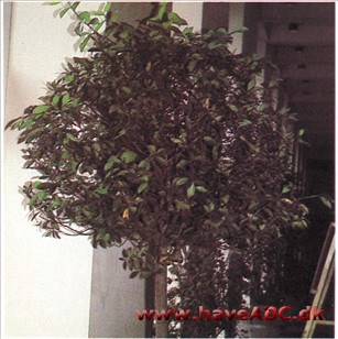 Laurbær - Laurus nobilis Laurbær - Laurus nobilis