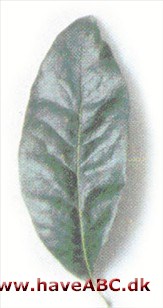 Laurbær eg - Quercus imbricaria