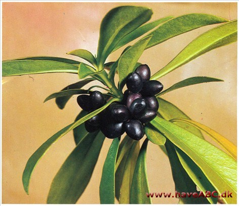 Laurbærdafne - Daphne laureola † Laurbærdafne - Daphne laureola †