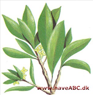 Laurbærdafne - Daphne laureola