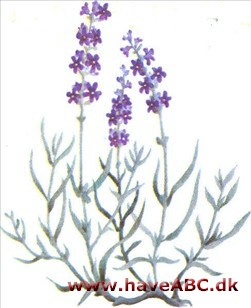 Lavendel - Lavandula angustifolia