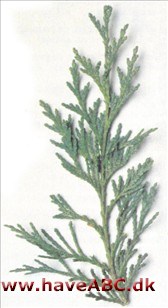 Lawsoncypres - Chamaecyparis lawsoniana Lawsoncypres - Chamaecyparis lawsoniana