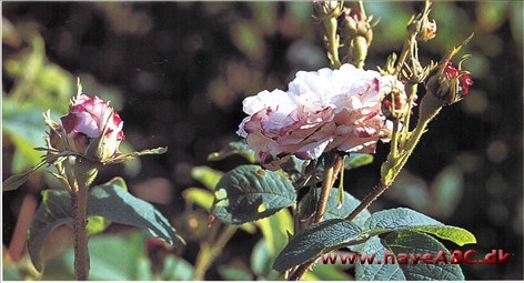 Leda - Painted Damask Navnet på denne specielle rose fører tanken hen på den græske mytologis kærlighedshistorie om Leda og svanen, eller rettere sagt Leda og Zeus, denne gang i skikkelse af en svane
