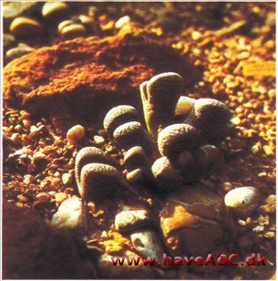 Levende Sten - Lithops salicola (syn. Mesembryanthemum)