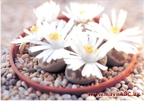 Levende sten - Lithops.