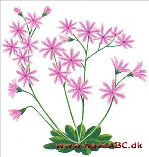 Lewisia - Lewisia