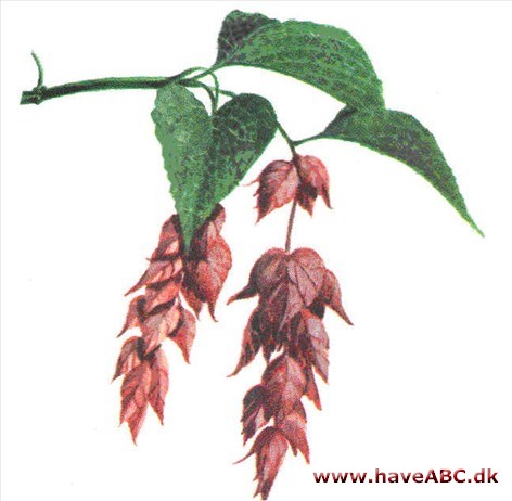 Leycesteria - Leycesteria formosa Leycesteria - Leycesteria formosa