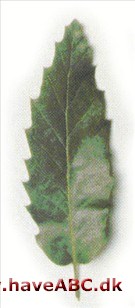 Libanon eg - Quercus libani