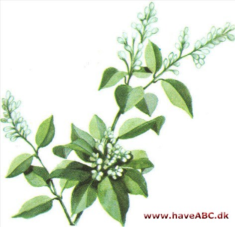 Liguster - Ligustrum