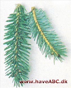 Likiang-gran - Picea likiangensis