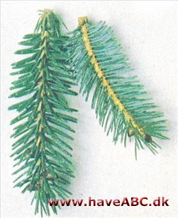 Likiang-gran - Picea likiangensis Likiang-gran - Picea likiangensis