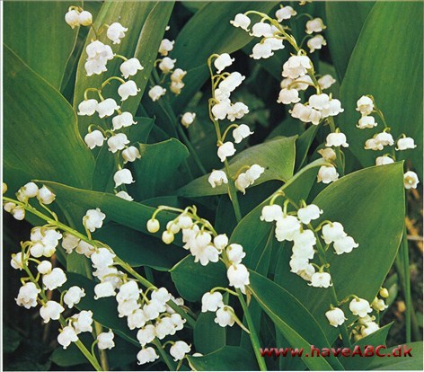 Liljekonval - Convallaria majalis †