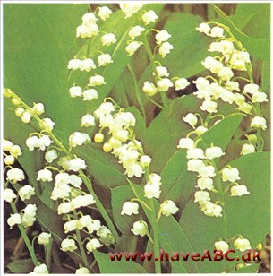 Liljekonval - Convallaria rnajalis