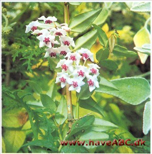 Liljevoksblomst - Hoya bella Liljevoksblomst - Hoya bella