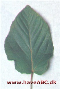 Lindebladet løn - Acer distylum Lindebladet løn - Acer distylum
