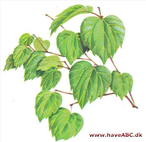 Lindera - Lindera benzoïn Lindera - Lindera benzoïn