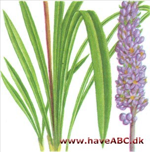 Liriope - Liriope muscari Liriope - Liriope muscari