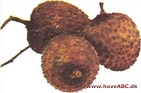 Litchi / kærlighedsfrugt - Litchi chinensis Litchi / kærlighedsfrugt - Litchi chinensis