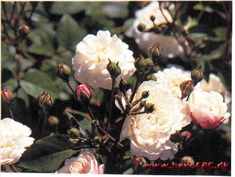 Botanisk set hører den hjemme blandt de klaseblomstrende roser og regnes i al­mindelighed for at være en dværgform af slyngrosen 'Félicité et Perpétue'. Til forskel ...