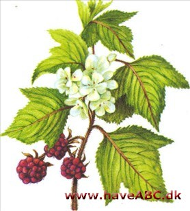 Loganbær - Rubus loganobaccus Loganbær - Rubus loganobaccus
