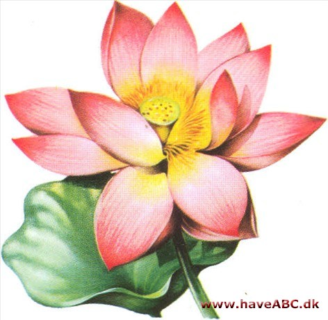 Lotus - Nelumbo Lotus - Nelumbo