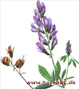 Lucerne - Medicago sativa Lucerne - Medicago sativa